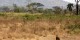 Tanzanie - 2010-09 - 173 - Serengeti - Lionnes